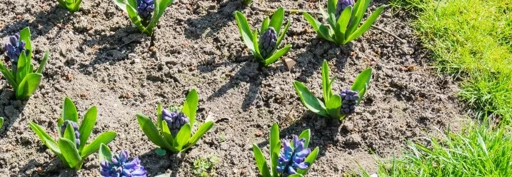 Blaue Hyazinthen im Gartenbeet